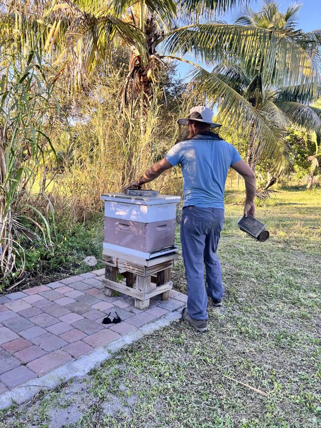 A beekeeper in a veiled hat tending one of Liumi's hives beneath the palms