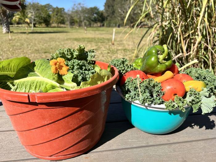 The garden at DIG