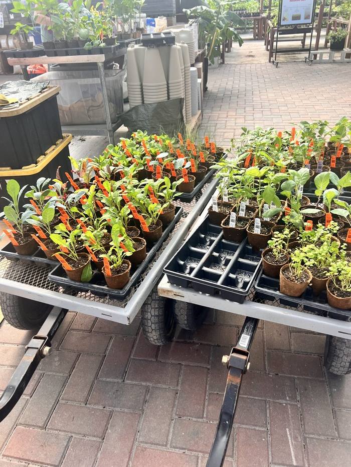 The garden at DIG