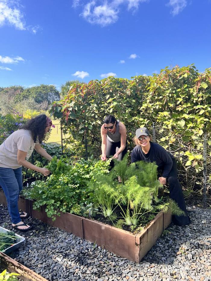 The garden at DIG