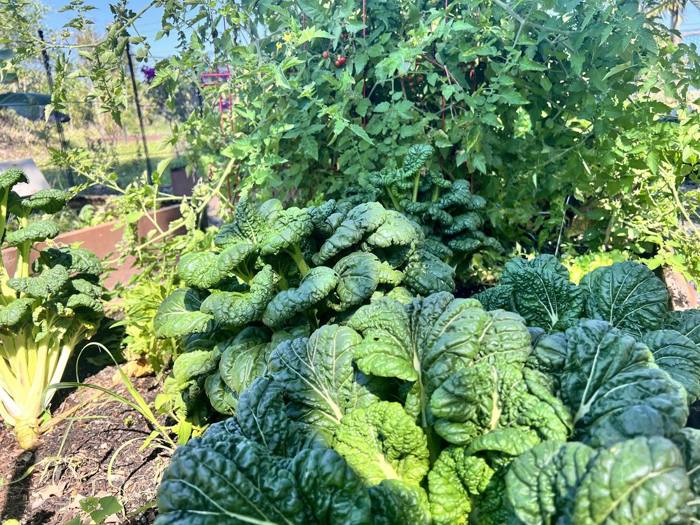 The garden at DIG