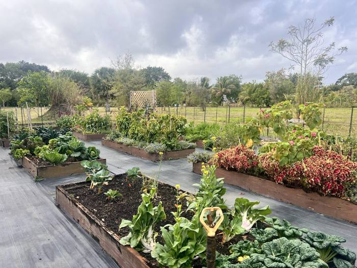 The garden at DIG