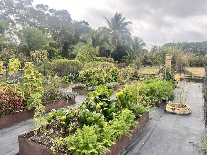 The garden at DIG